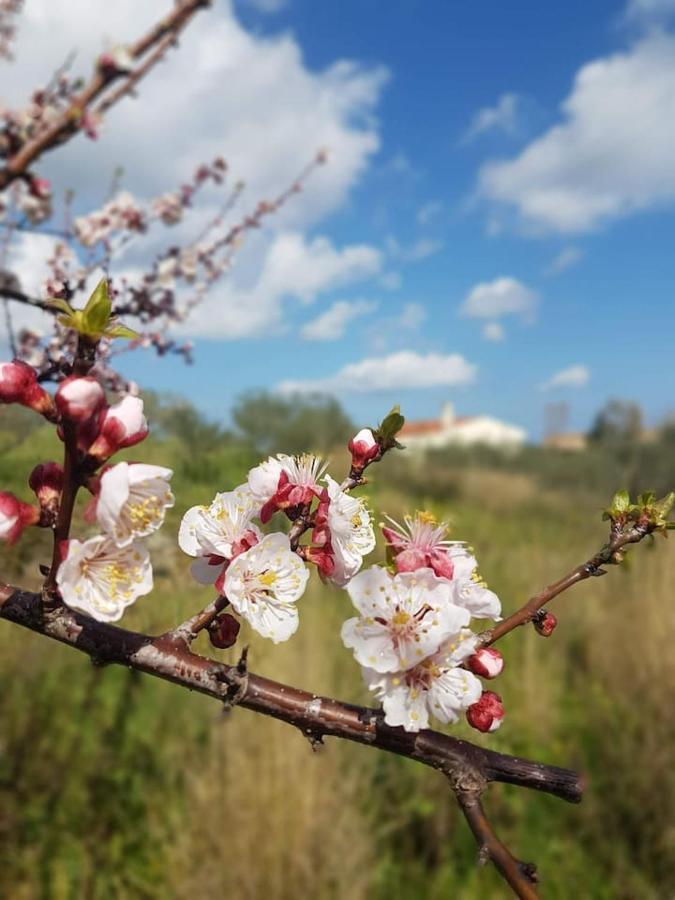 Villa Ulivella Schifoni Zewnętrze zdjęcie